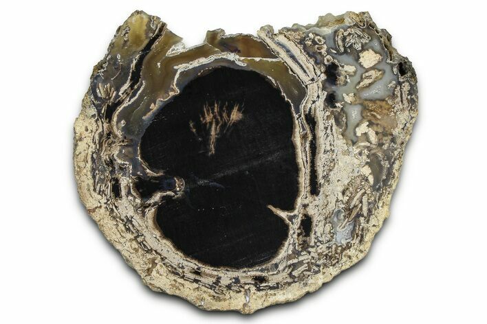 Petrified Wood (Schinoxylon) Limb Round - Blue Forest, Wyoming #371122